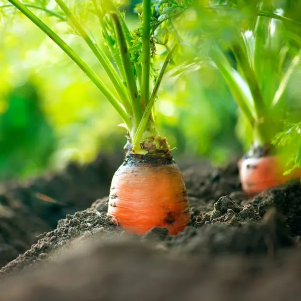 Organic-carrots-growing-in-the-ground
