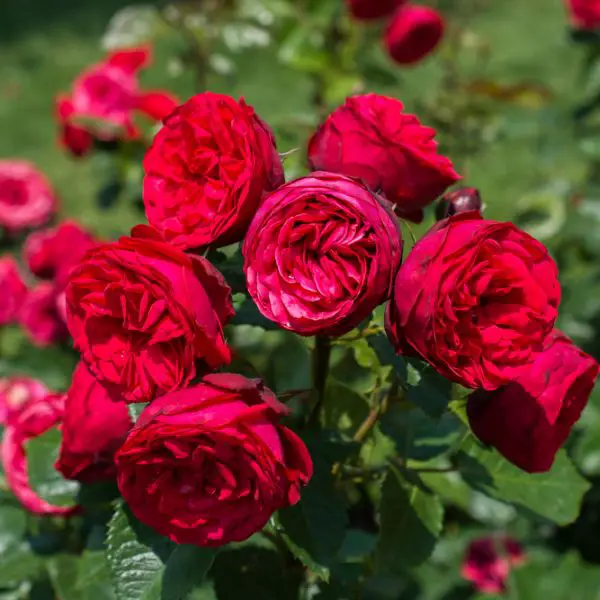 Pink-roses-in-a-botanical-park