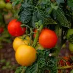 Red yellow and green tomatoes on a plant