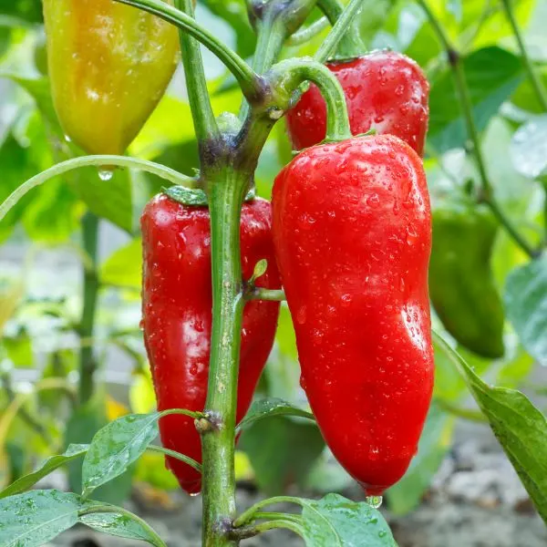 Ripe-bell-peppers-growing-on-bush-in-the-garden