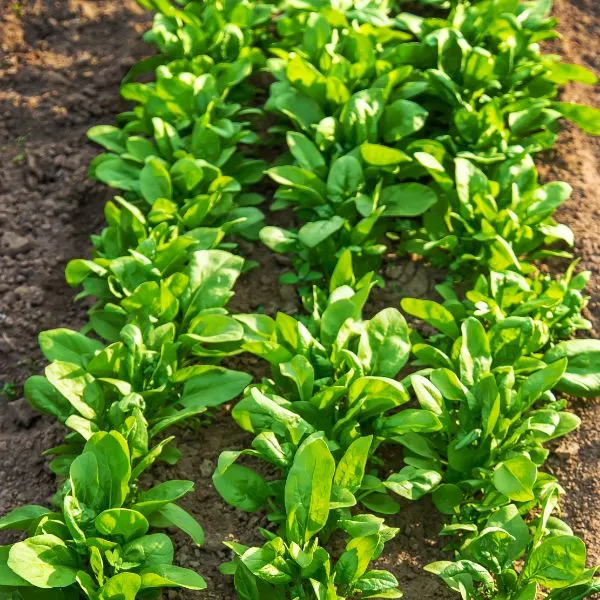 Spinach-grows-in-the-garden-selective-focus 