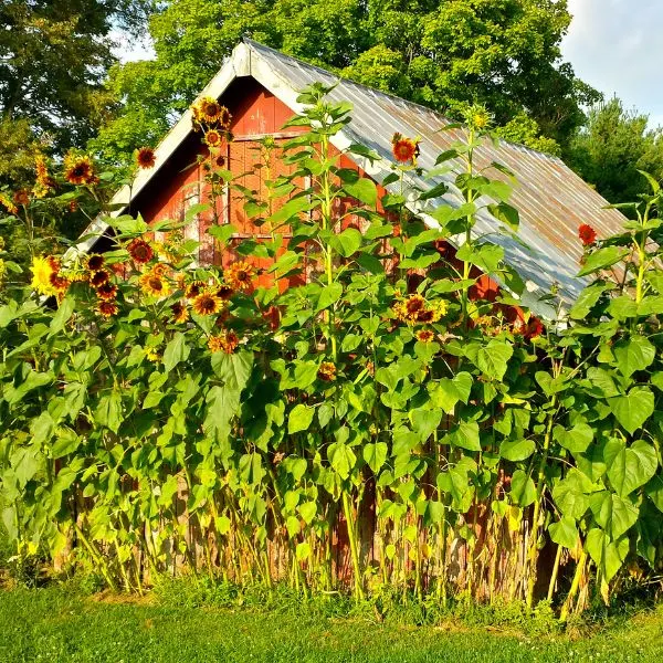 Sunflowers growing around a shed