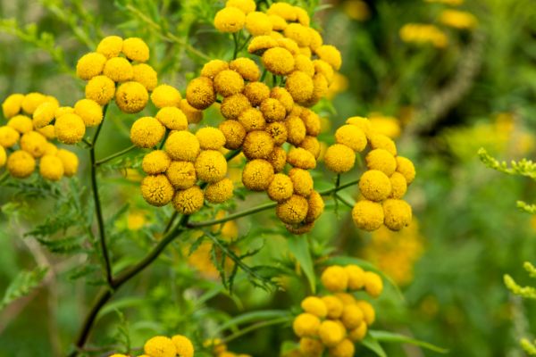 Tansy growing in the garden.