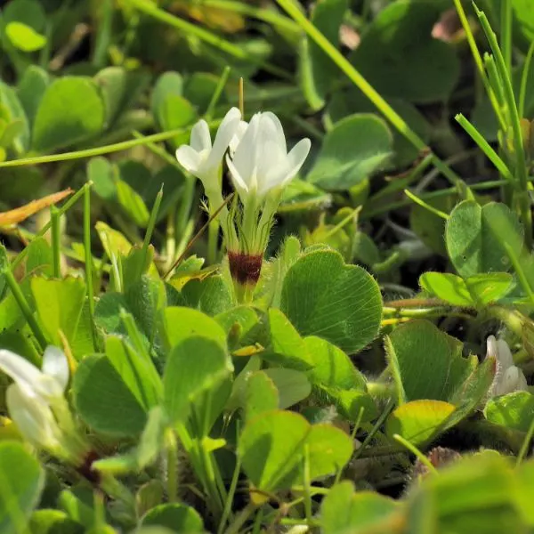 Trifolium-subterraneum