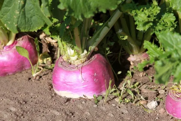 Turnips in the garden.