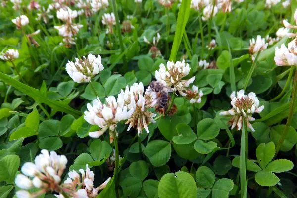 White clover growing in the field.