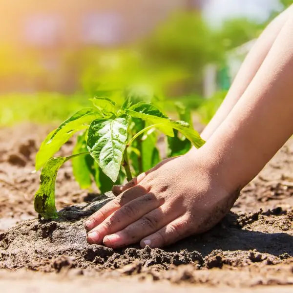 a child plants a pepper plant in the garden selective focus.