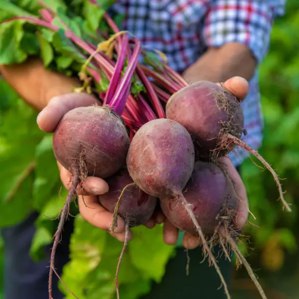 a man farmer holds beets in his hands