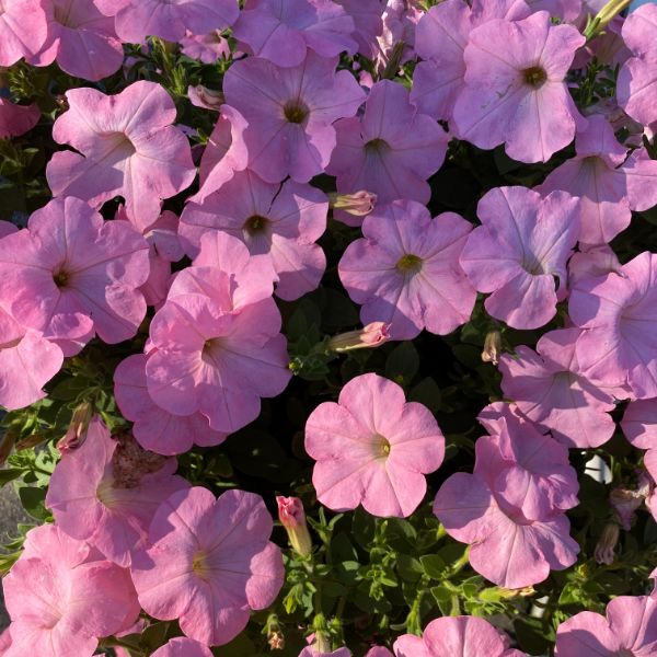 Beautiful petunia flower pink petunia flower with open buds petunia is a bright summer bloom