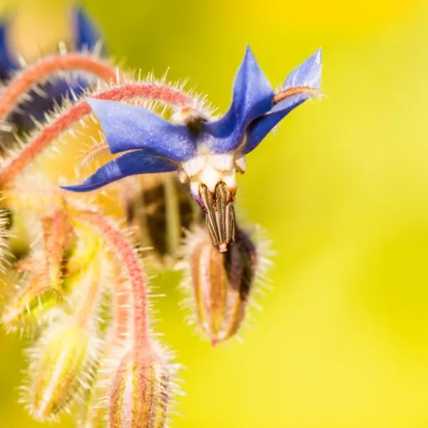 bee-on-flower-of-a-borage
