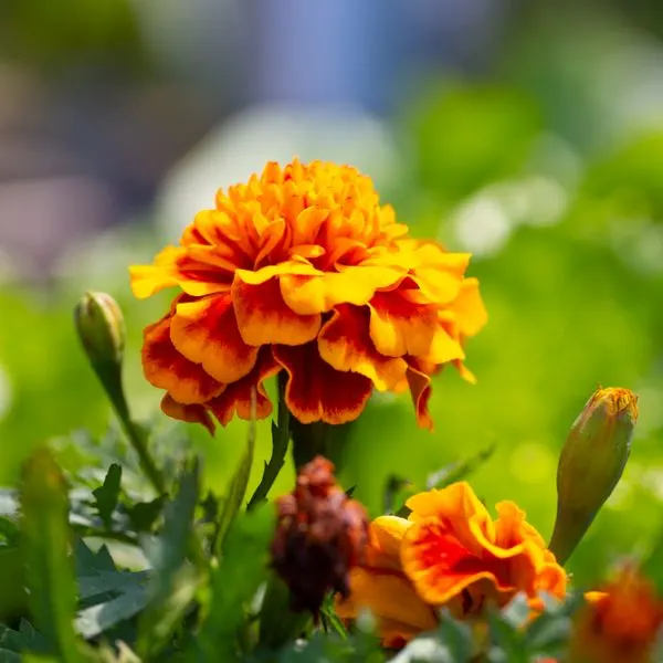 blooming orange marigold in a garden
