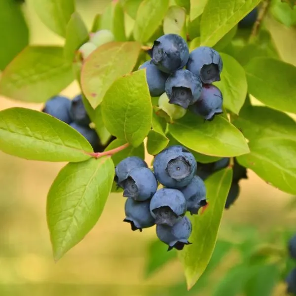 blueberries plants