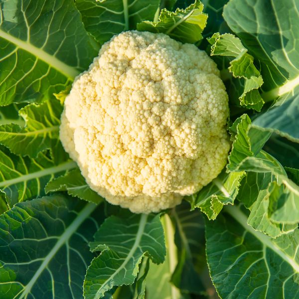 cauliflower-grows-in-the-vegetable-garden