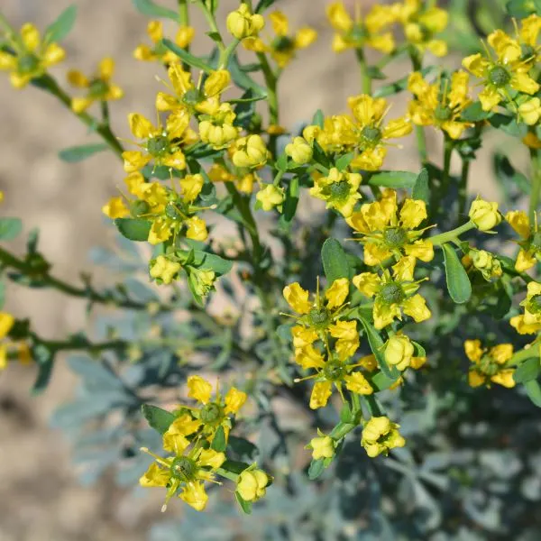 Common rue with yellow flowers close up picture 