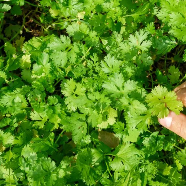 coriander-leaves-green-leaf-bunch-fresh-vegetables-homegrown-selective-focus