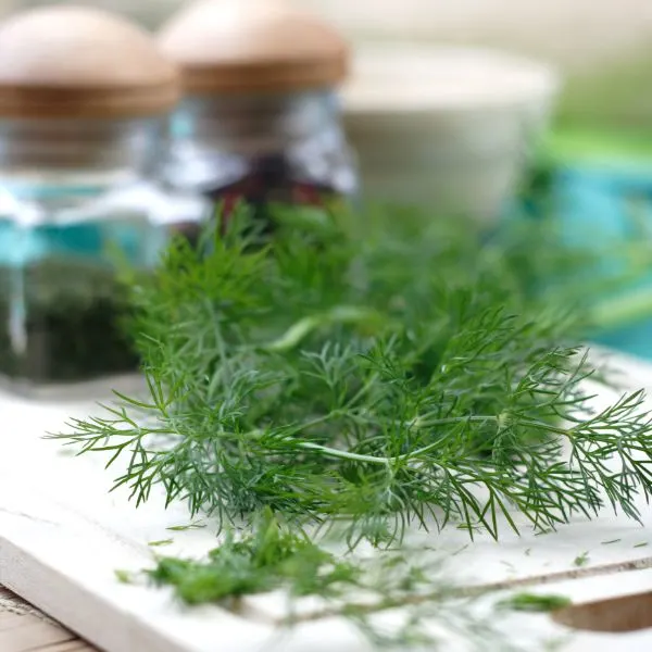 Fresh dill on a white wooden board 