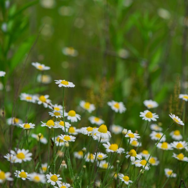 flowering-chamomile-blooming-chamomile-field-chamomile-flowers-on-a-meadow-in-summer