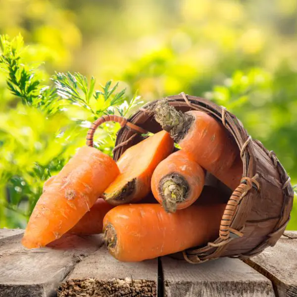 companion plants for basil,fresh-carrots-in-basket