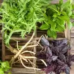 fresh-organic-green-herbs-wooden-floor