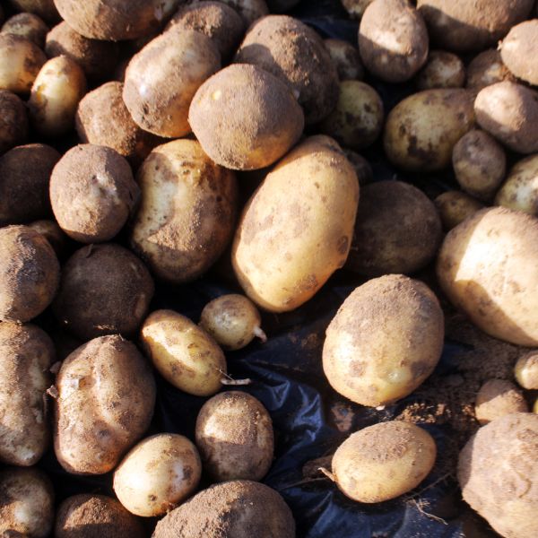 Fresh potato tubers harvested in the potato plantation