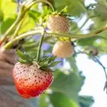 fresh-strawberries-have-not-been-collected-from-a-strawberry-plant