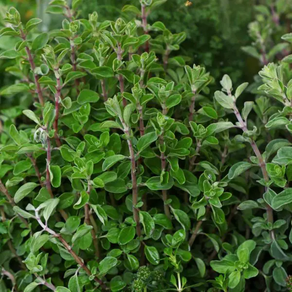 Green fresh sweet marjoram spicy herb sprouts