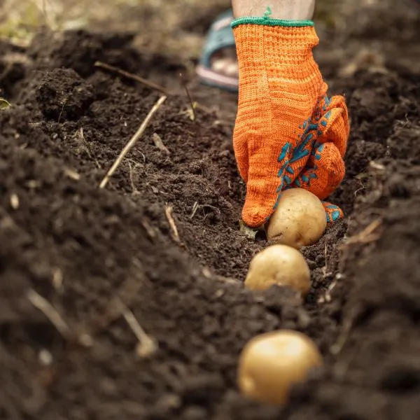 Hands harvesting fresh organic potatoes from soil