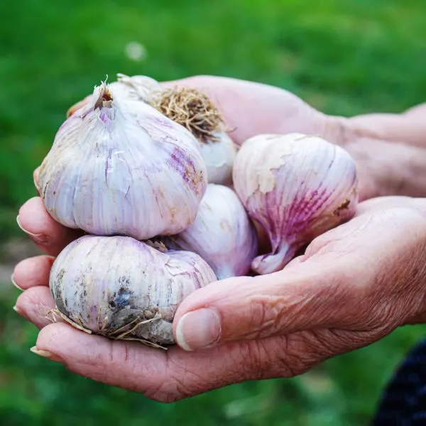 Harvest of garlic in the hands of a women selective focus