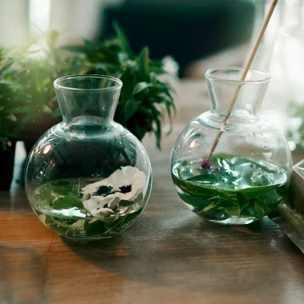 Best Hydroponic plants in glass jars inside a botanists