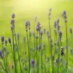 Lavender flowers against blurry green background