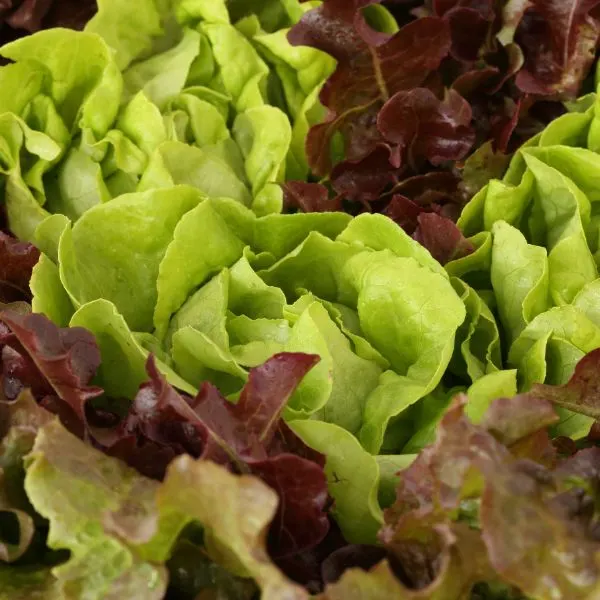 lettuces on the ground