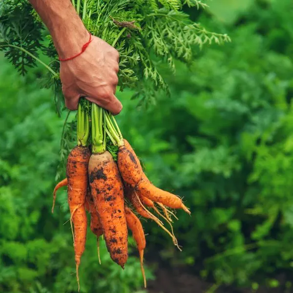 male-farmer-harvesting-carrots-in-the-garden-selective-focus