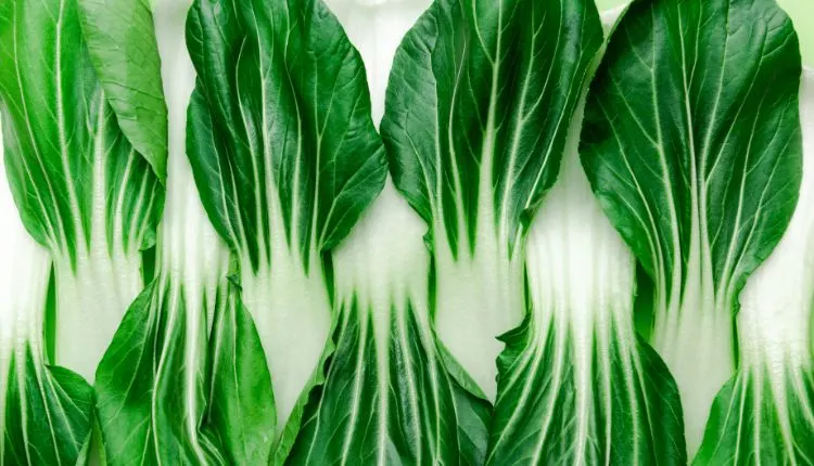 Natural green pattern close up green vegetable bok choy leaves