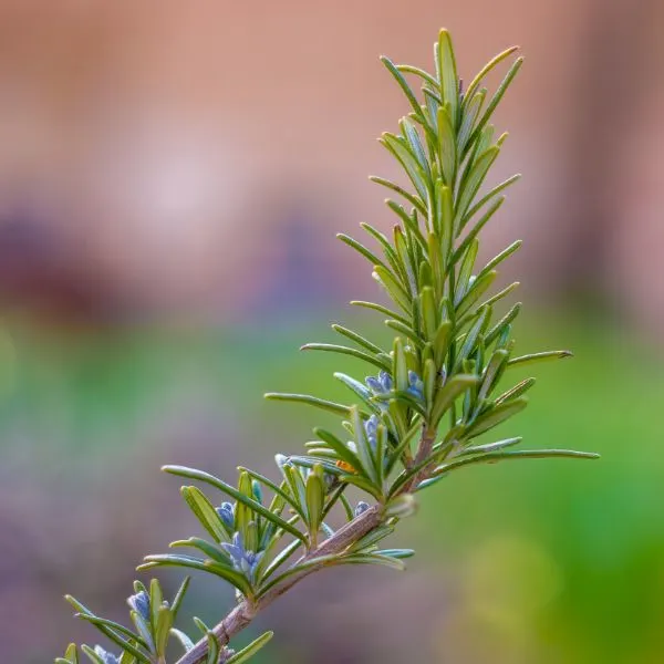 one branch with green rosemary leaves in the forest