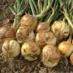 onions-bulbs