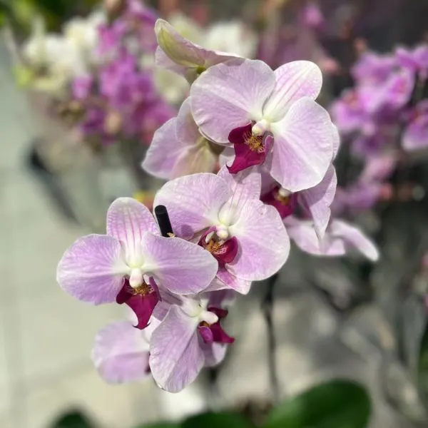 purple orchids, hydroponic plant, close up picture in a store