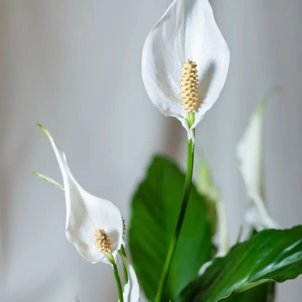 Peace lily close-up picture