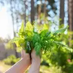 popular culinary herb set fresh dil lettuce and arugula herb in womans hand