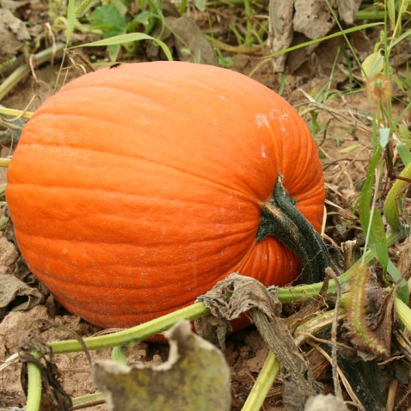 pumpking in a filed 