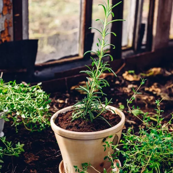 Repotted rosemary in backyard garden
