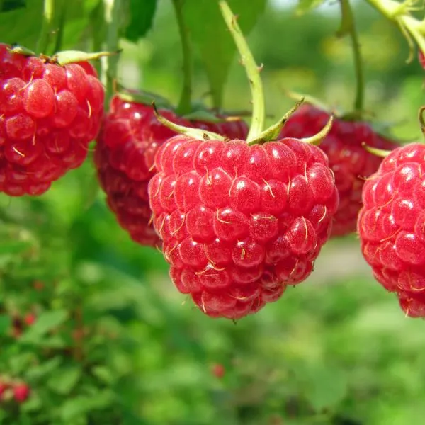 ripe-raspberries