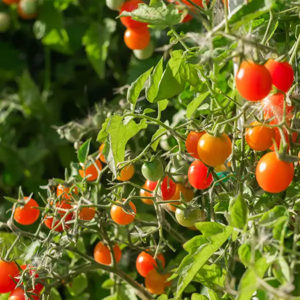 Ripe tomato plant growing fresh bunch of red natural tomatoes on a branch in organic vegetable garden