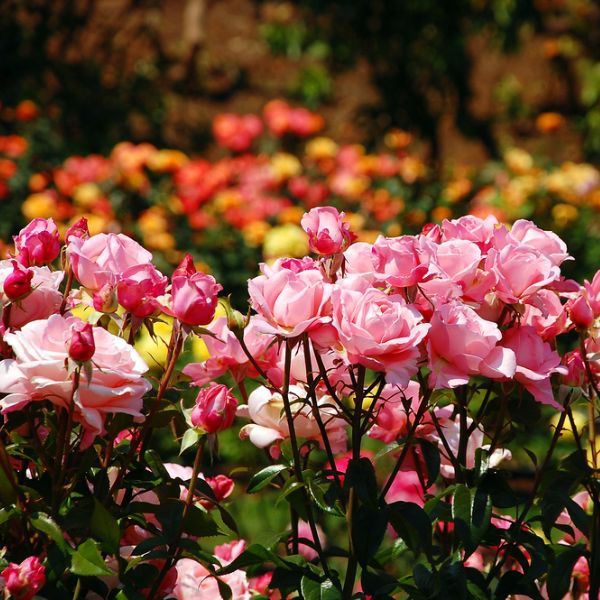 roses-in-a-garden