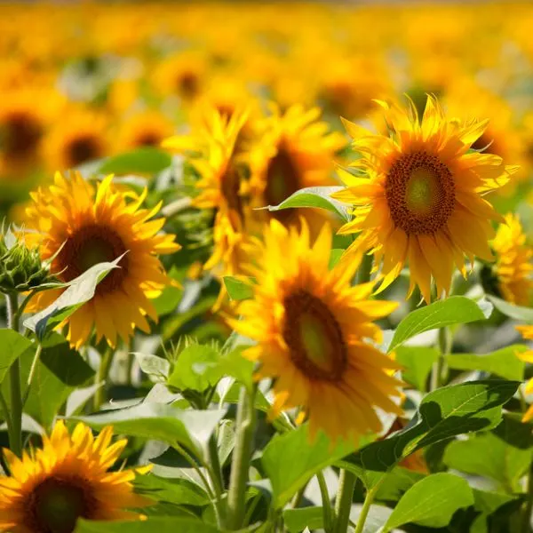 sunflower bed