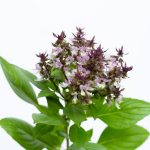 sweet-basil-with-purple-flowers-on-white