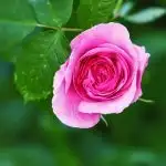 the-rose-in-the-garden-a-photo-of-a-beautiful-pink-rose-in-the-garden