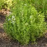 Thyme plant in a garden