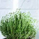 Thyme plant in a pot