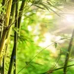 tranquil-bamboo-forest-closeup-shot-of-sunlight-shining-through-a-fern