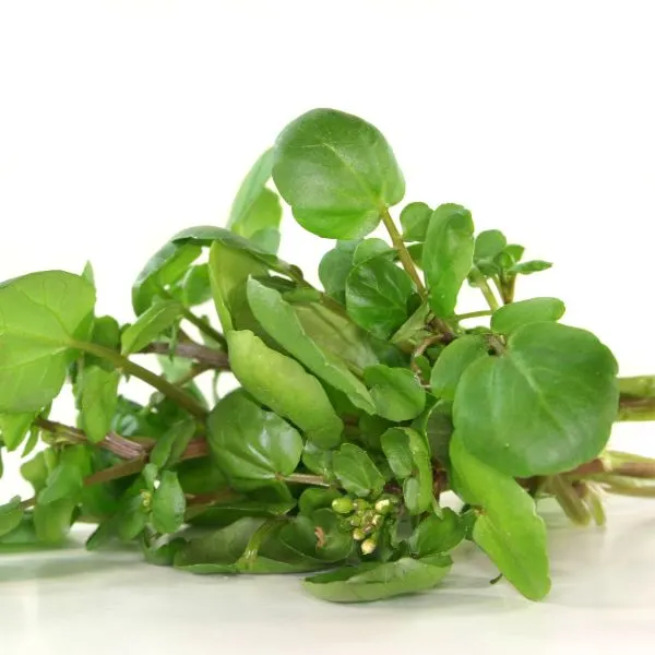 watercress-on-a-white-background